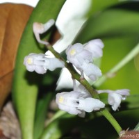 Aerides ringens (Lindl.) C.E.C.Fisch.